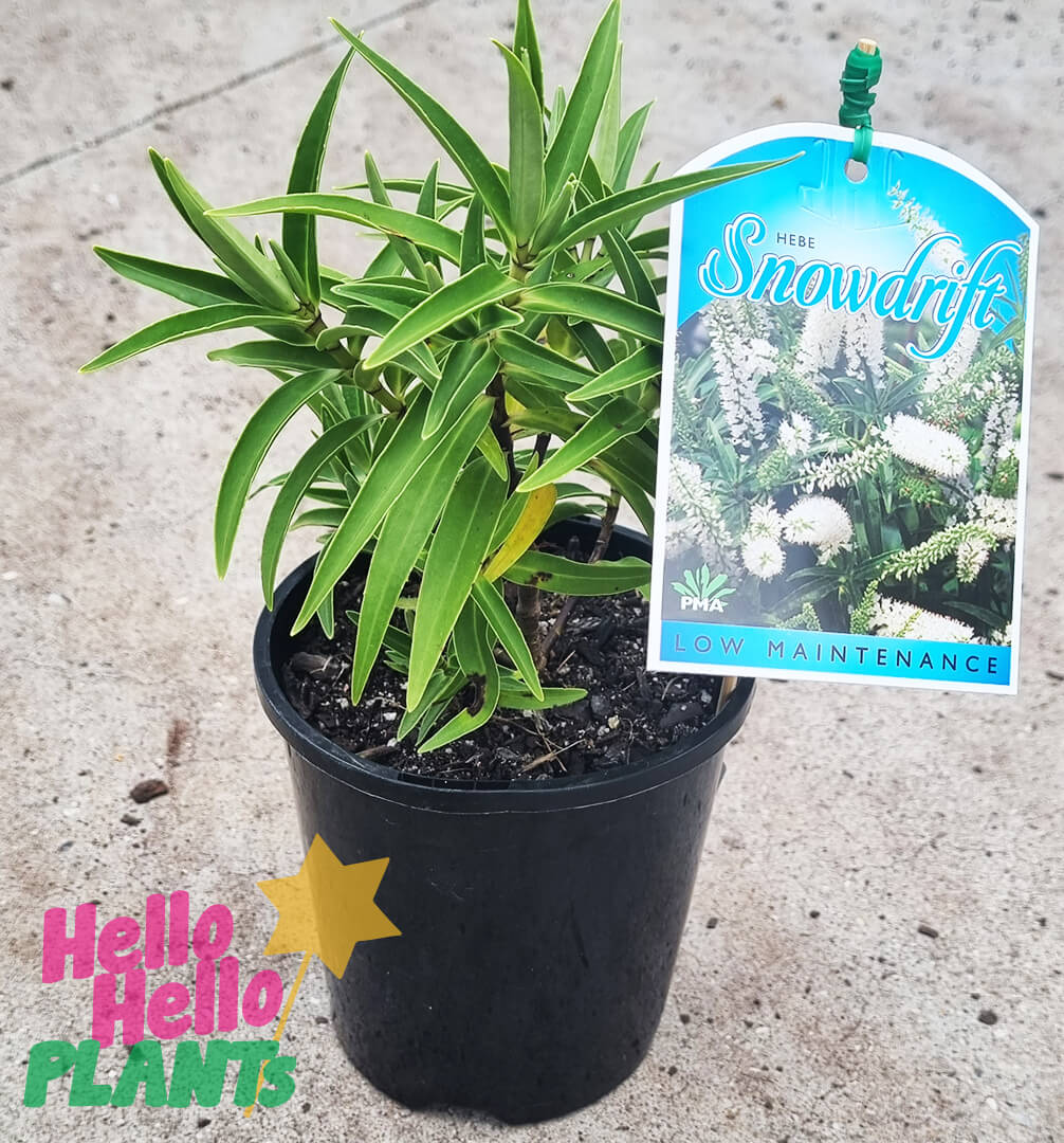 Hebe 'Snowdrift' 6" Pot