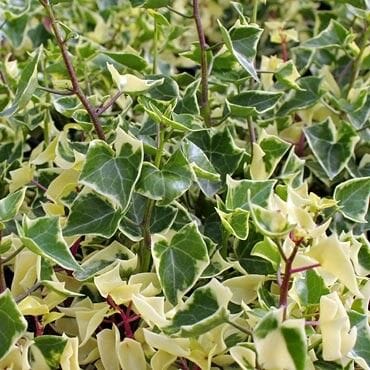 Variegated Wax Vine "Jade Vine"