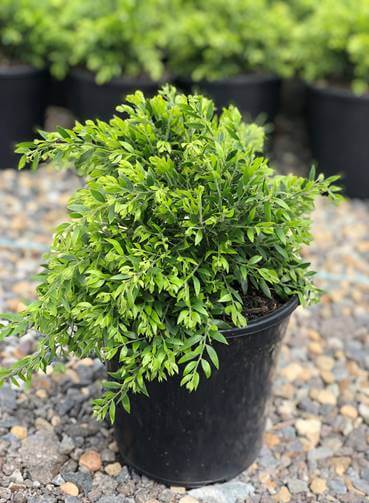 Acacia 'Honey Bun' 6" Pot