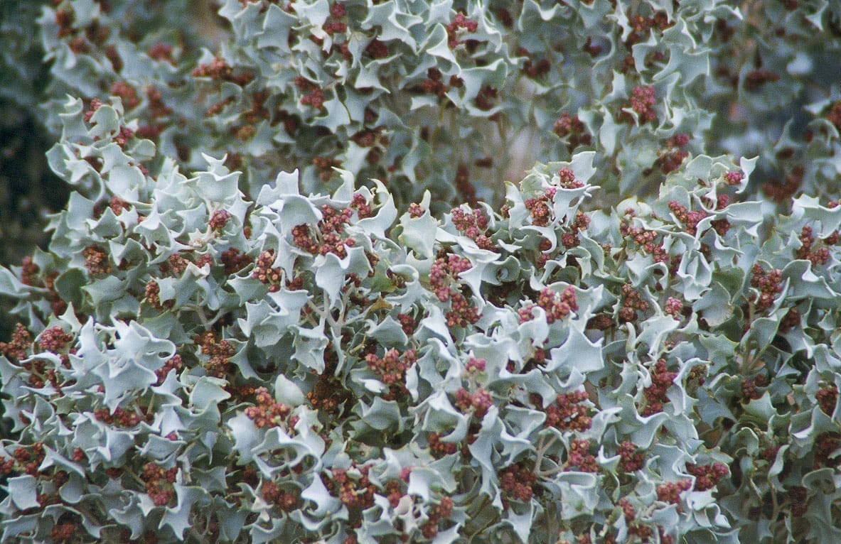 Atriplex 'Silver Holly' 6" Pot