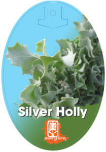Atriplex 'Silver Holly' 6" Pot