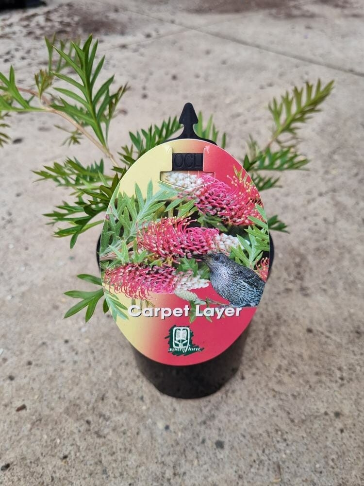 Grevillea 'Carpet Layer' 6" Pot