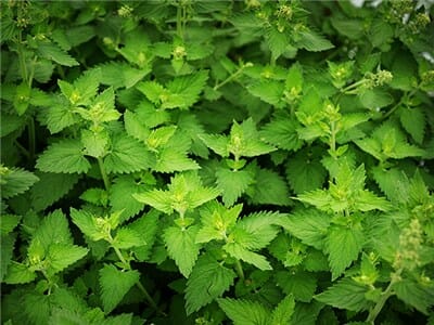 Lush green Nepeta 'Catnip' growing densely in a 4" pot with visible leaves and tips of flowers.