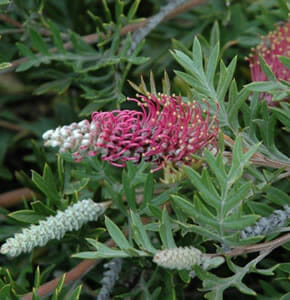 Grevillea "Carpet Layer"