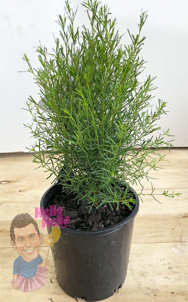 Hello Hello Plants Boronia Hybrid “Plum Bells”