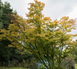 An Acer 'Senkaki/Coral Bark' Japanese Maple with yellow-green foliage stands in a garden amid other greenery and blue flowering plants under an overcast sky.
