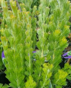 Close-up of upright, green, needle-like Adenanthos 'Silver Sensation' stems with narrow leaves in a 6" pot, set against a blurred background of similar plants.