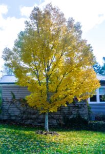 A Fraxinus 'Golden Ash' Tree with vivid yellow autumn leaves stands before a house with light brown siding, its fallen foliage scattered across the lawn.