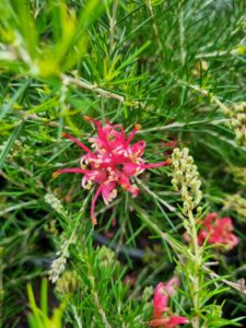 A close-up of the Grevillea 'Scarlet Sprite' flower featuring bright pink and yellow petals, surrounded by narrow, green needle-like leaves.