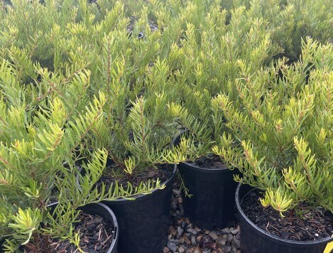 Grevillea 'Bonnie Prince Charlie' 8" Pot