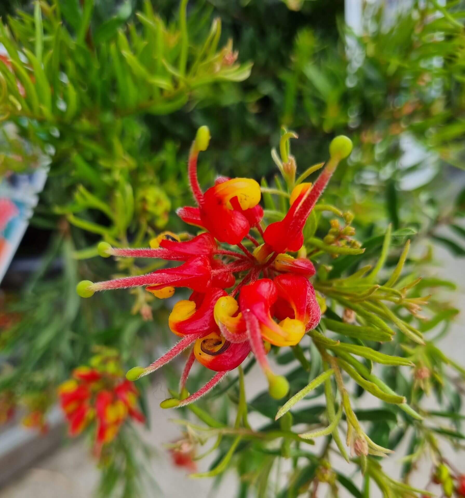Grevillea 'Bonnie Prince Charlie'