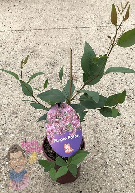 Eucalyptus 'Purple Patch' 6" Pot