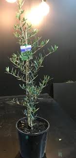 Olea 'Tolley's Upright' Olive 8" Pot