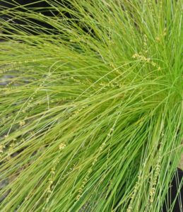Close-up of lush Lomandra 'Lime Divine' PBR features thin, pointed blades and small beige seed heads, adding elegance to your garden. Ideal for a 6" pot.