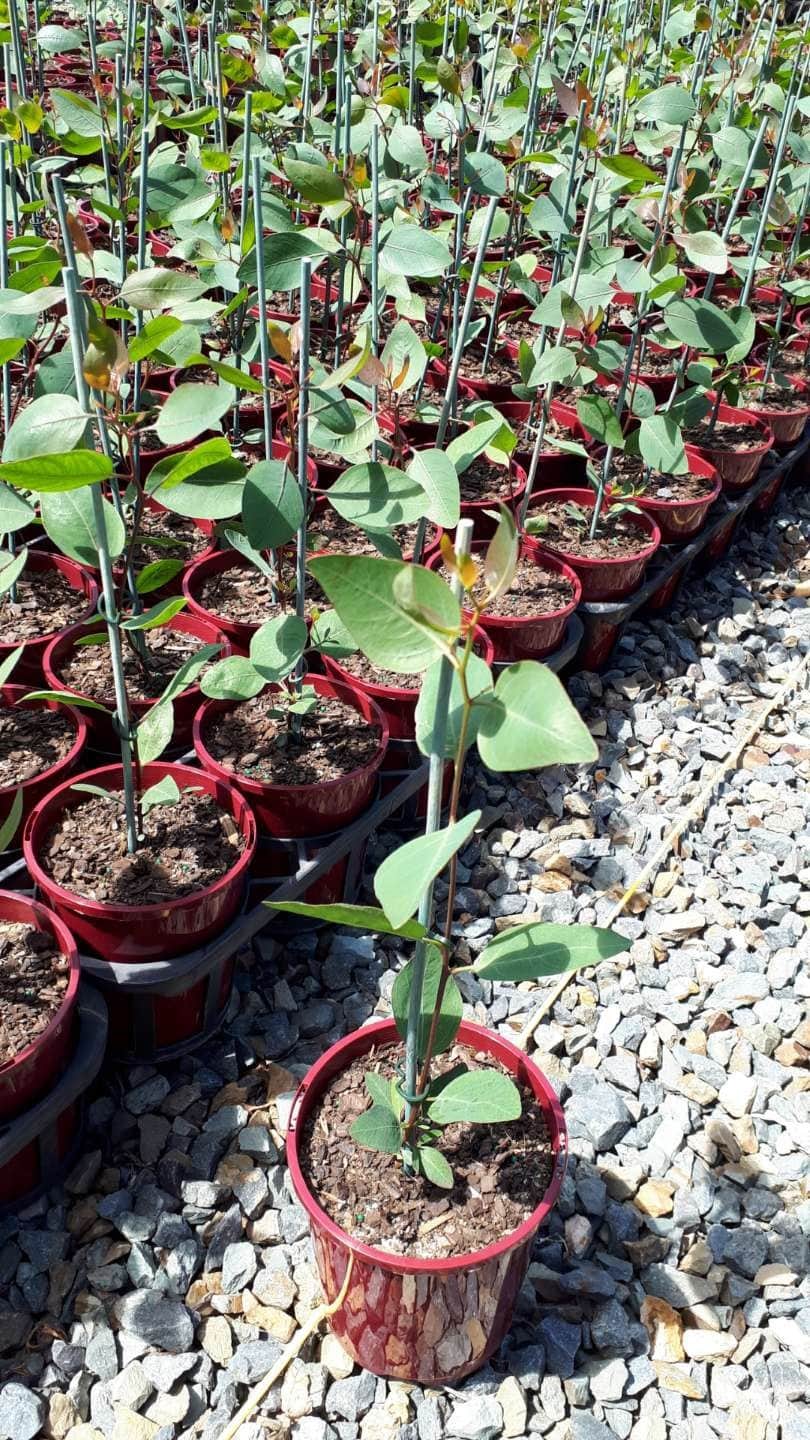 Eucalyptus 'Purple Patch' 6" pots, each with green-leaved young plants supported by thin stakes, are arranged in rows on gravel under sunlight.