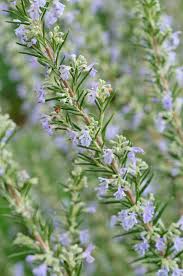Close-up of Rosmarinus 'Common Rosemary' plant branches with small, light purple flowers and green needle-like leaves.