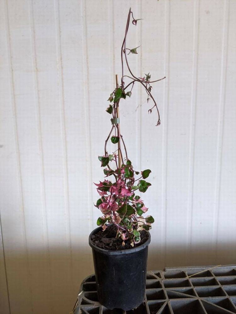 The Senecio 'Wax Vine' Variegated in a 6" pot features long, slender stems and small green and pink leaves, placed on a textured surface.