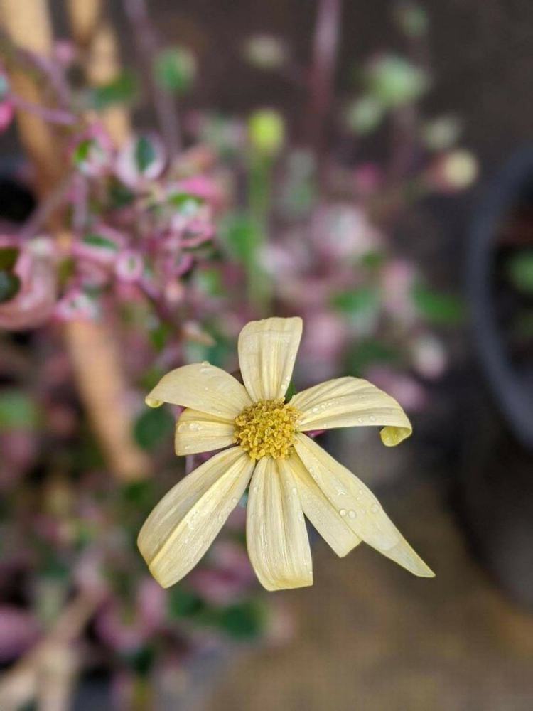 The yellow flower's elongated petals and central stamen cluster stand out against the blurred backdrop of a Senecio 'Wax Vine' Variegated in a 6" pot.
