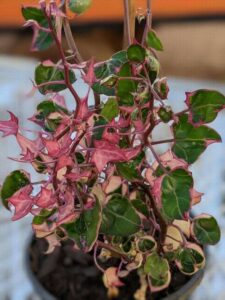 The Senecio 'Wax Vine' Variegated in a 6" pot features vibrant pink bracts and glossy green leaves atop a thin stem, embodying an alluring nature.