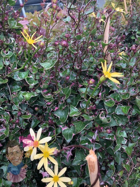 Variegated Wax Vine @ Hello Hello Plants