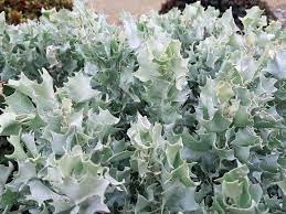 Atriplex 'Silver Holly' 6" Pot features dense clusters of silver-green, spiky, ruffled leaves that thrive outdoors in natural light.