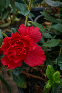 The Azalea 'Super Red' in a 10" pot features vibrant red blooms surrounded by dark green leaves and stems for a striking display.