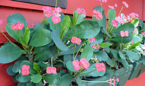 A potted Euphorbia 'Lipstick' 6" Pot with pink flowers against a red background.