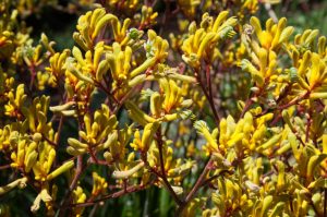 Anigozanthos 'Gold Velvet™' Kangaroo Paw blooms with fuzzy yellow petals and reddish stems in an 8" pot, creating a striking display against a soft-focus natural background.
