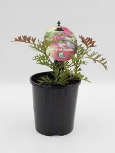 A potted plant labeled "Grevillea 'Carpet Layer' 6" Pot", covered by a clear plastic dome, set against a plain white background.