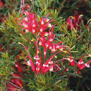 The Grevillea 'Mini Marvel' PBR, with spiky petals and needle-like green leaves, thrives beautifully in a 6" pot, making it a stunning garden addition.