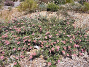 Grevillea "Carpet Layer"