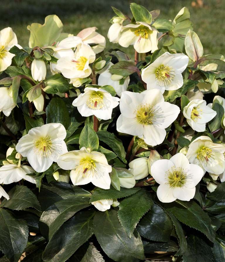 Helleborus "Ice 'n Roses White"