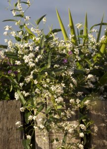 Hardenbergia 'White Out' 6" Pot features a lush white-flowering vine with green leaves cascading over a wooden fence, accented by green and purple plants in natural daylight.