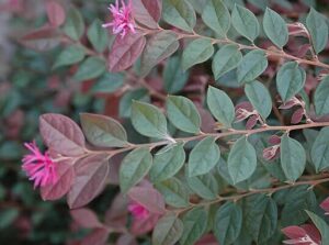 The Loropetalum 'Blush' in a 6" pot features stunning pink flowers and green leaves with a subtle reddish tint.