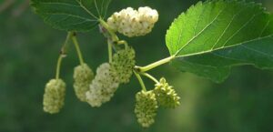 Close-up of a branch featuring unripe white mulberries and vivid green leaves, highlighting the natural beauty of Morus 'White' Mulberry 8" Pot against a softly blurred green backdrop.
