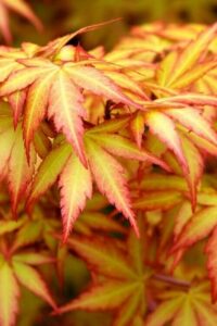 A detailed close-up features overlapping red-tipped, yellow leaves filling the frame, elegantly showcasing the Acer 'Orange Dream' Japanese Maple in all its glory from a 13" pot.