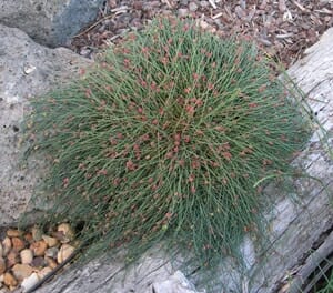 Casuarina "It & A Bit"