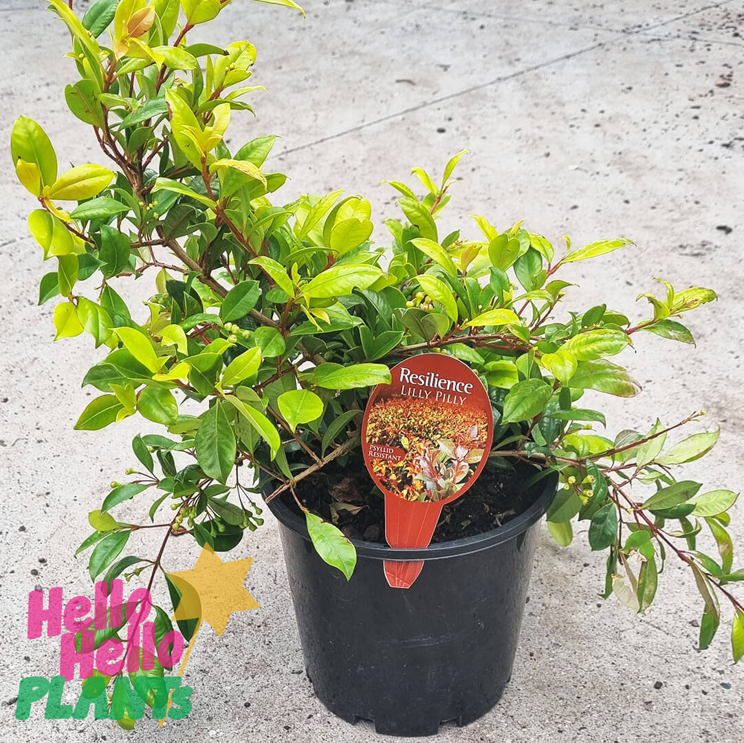 Syzygium 'Resilience' Lilly Pilly 8" Pot
