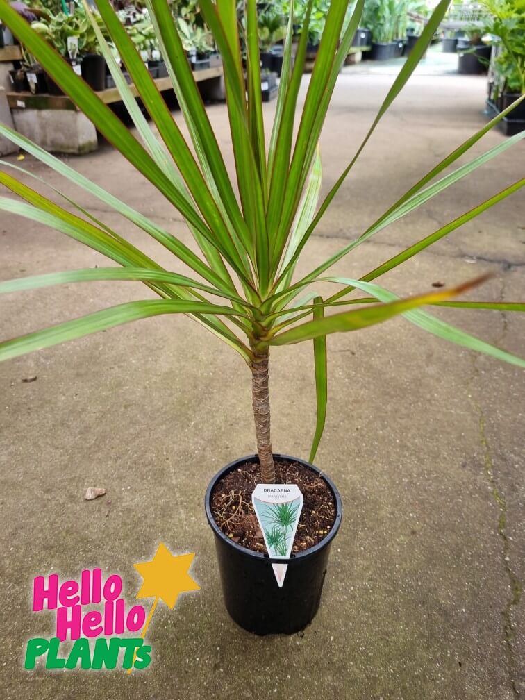 Dracaena 'Dragon Tree' 6" Pot