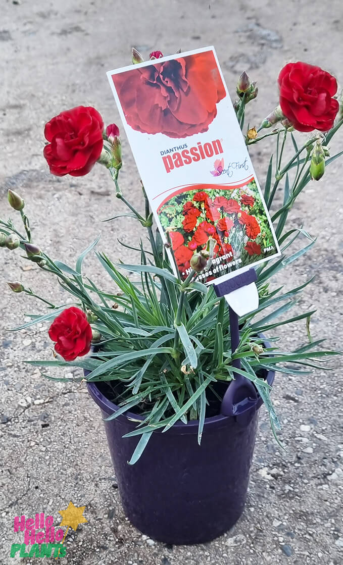 Dianthus 'Passion' 6" Pot