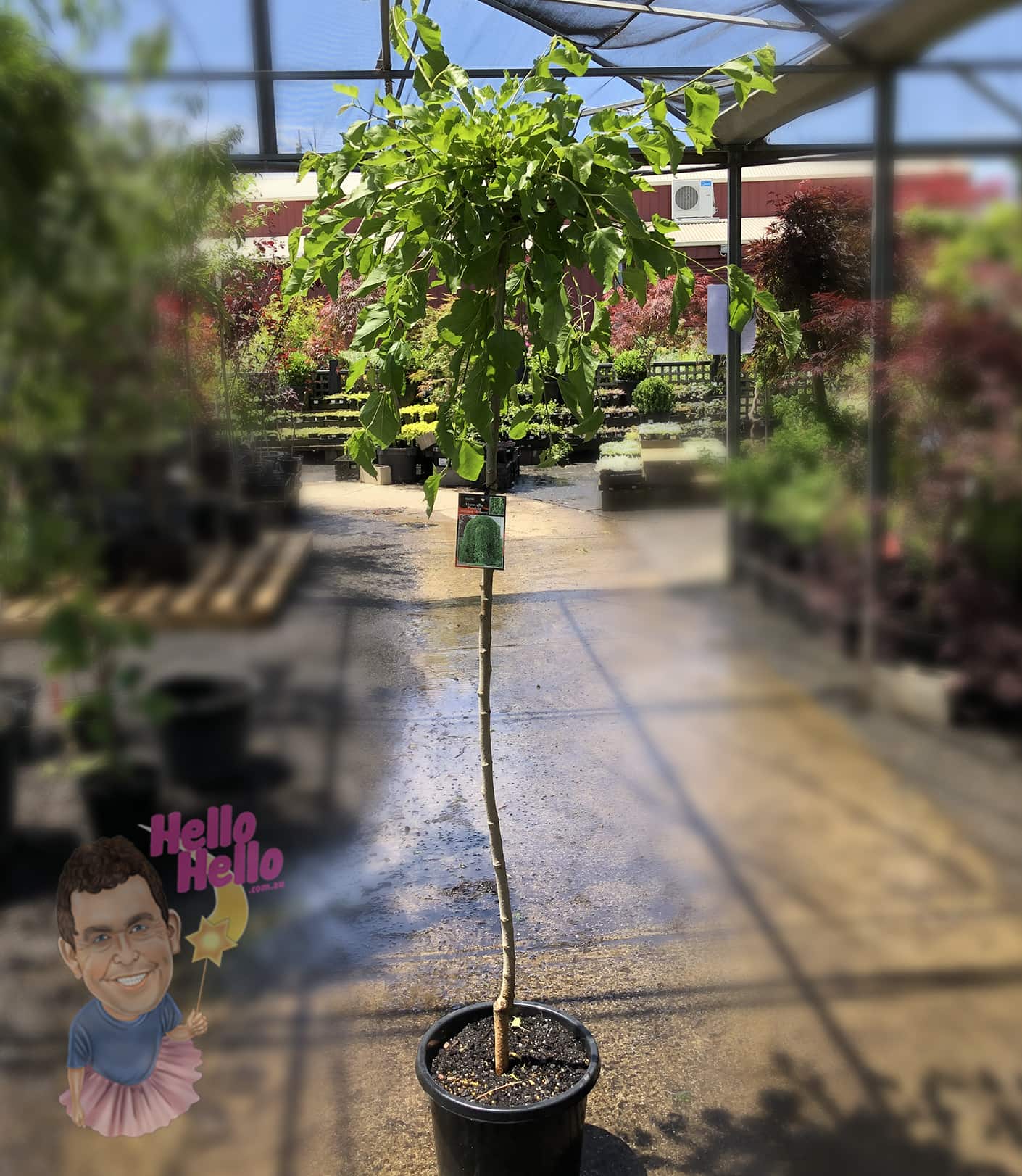 Morus 'Weeping Mulberry' 1.8m Standard in a 13" pot sits on a concrete nursery floor, with surrounding blurred plants and an overhead shade structure.