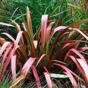 The Phormium 'Jester' Flax in a 6" pot features long, narrow leaves with pink, red, and green stripes, creating a colorful accent among other green plants.