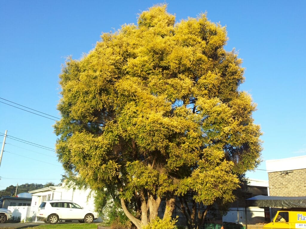 Honey Myrtle "Revolution Gold"