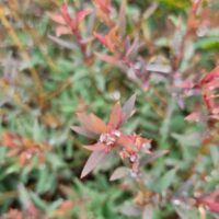 melaleuca little red pbr 6inch foliage 1