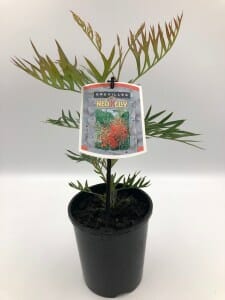 6" Pot Grevillea 'Ned Kelly' plant with a product tag, showcasing slim green leaves, against a plain white background.