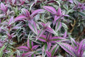 Close-up of Strobilanthes 'Persian Shield' in an 8" pot, featuring elongated, pointed purple and green variegated leaves with vibrant colors.
