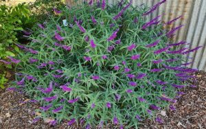 The Salix 'Willow Weeping', with long narrow leaves and many purple flower spikes, grows outdoors beside corrugated metal and mulch.