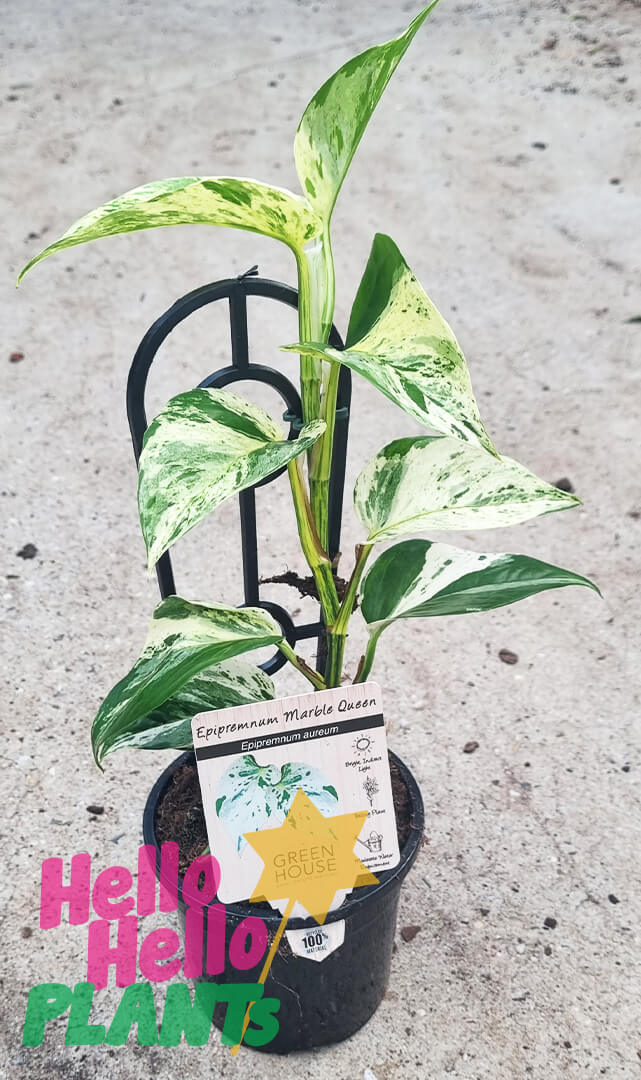 Epipremnum 'Marble Queen' Devil's Ivy 5" Pot