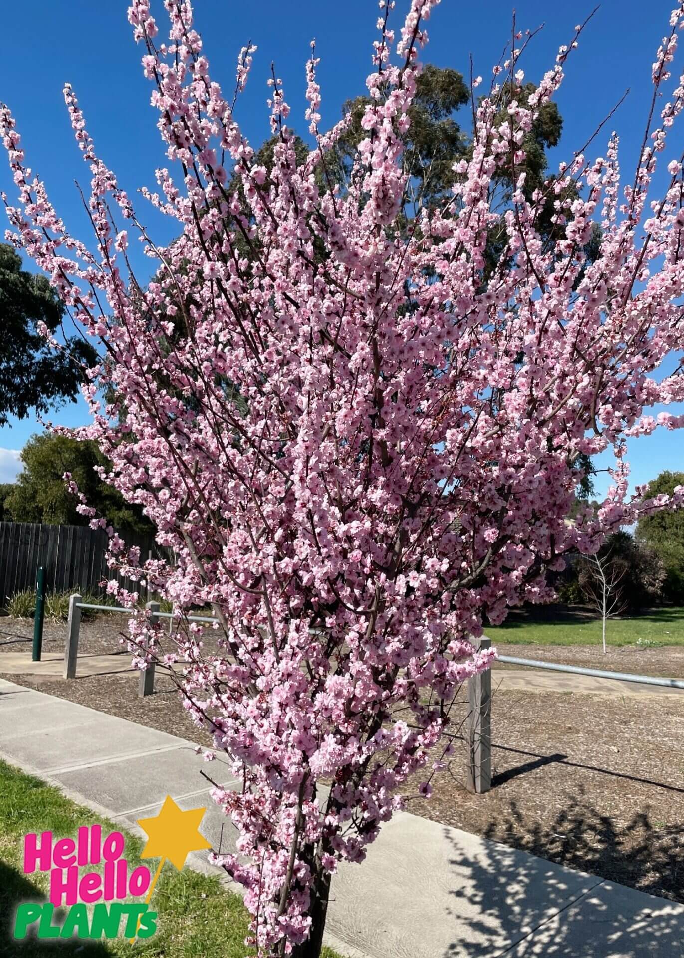 Prunus x blireana 'Pink Plum Blossom'