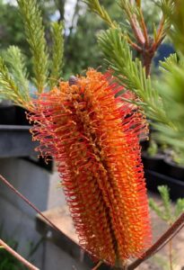 Close-up of Banksia 'Giant Candles' with orange spiky petals, surrounded by green foliage in an outdoor garden.